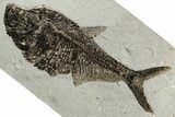 Large Fossil Fish (Diplomystus) - Wall Mount #300368-1